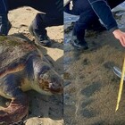 Un delfino e una tartaruga morti sulla spiaggia di Fondi