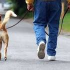 Cacciatore spara ad un cane a passeggio con il padrone: «L’ho scambiato per una volpe»