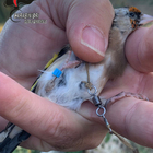 Richiami acustici per catturare uccelli, intervengono i carabinieri  forestali