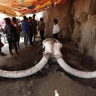 Messico, scoperta la prima "trappola" per catturare i mammut