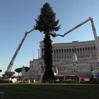 Roma, torna Spelacchio: inizia il montaggio dell'albero di Natale a piazza Venezia