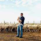 Il pastore è positivo al Covid, il sindaco va a prendersi cura delle sue pecore