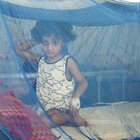 Dengue, cos'è la malattia che spaventa l'India