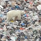Siberia, l'orso polare cerca cibo tra i rifiuti nella città di Norilsk