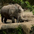 Guardia dello zoo aggredita e uccisa da un rinoceronte. Era entrata nel recinto