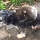 Il koala cerca la mamma e si aggrappa a un cagnolino: il video che commuove il web