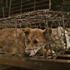 Cina, il crudele commercio di carne di cani e gatti continua