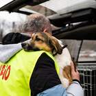 Ucraina, la Lav salva trentasei cani. «Hanno conosciuto l'orrore della guerra»