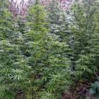 Tavoliere “stupefacente”, sequestrate 170 piante di marijuana: un arresto Tavoliere “stupefacente”, sequestrate 170 piante di marijuana: un arresto
