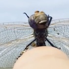 Non avete mai visto così da vicino una libellula tanto carina e vanitosa