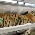 Tigre di due quintali trovata in congelatore in Vietnam: il dramma del traffico di animali esotici