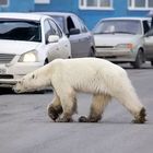 Orso bianco in città, in cerca di cibo lontano dal suo territorio a causa della crisi climatica