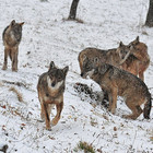Lupi, orsi e cervi: la natura prende il sopravvento nel Parco nazionale d'Abruzzo: ecco come vederli