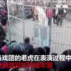 Tigre scappa dal circo: panico e feriti in Cina