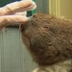 Koala in fuga dagli incendi: gli australiani si prodigano per salvarli