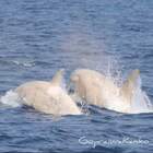 Giappone, avvistate due rarissime orche bianche (perfettamente integrate nel gruppo)