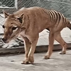 La tigre della Tasmania (estinta) in un filmato restaurato a colori
