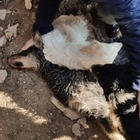 Cani murati vivi in un casolare per 2 settimane: salvati da un pastore che sente i loro lamenti