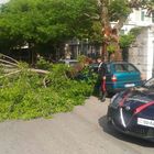 Maltempo, alberi caduti e strade allagate vicino Roma. In città ramo crolla su un'auto