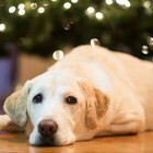 Anche il cane soffre per la morte di un altro cane di famiglia: 6 consigli per aiutare Fido a superare la depressione post-lutto