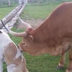 La mucca che massaggia il suo amico cane