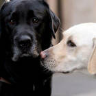 Anziana trovata priva di sensi in strada: sorvegliata dal suo cane Labrador appena adottato