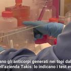 Coronavirus, vaccino italiano: anticorpi bloccano il virus