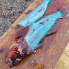 Pesce con la carne blu, la scoperta di un pescatore: «Madre natura è incredibile»