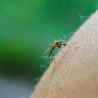 Zanzare, virus mortale in Florida: «Fa scoppiare il cervello». Più grave della febbre del Nilo
