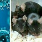 Omicron, la ricerca cinese: «Possibile salto dai topi all'uomo per la nascita della variante»