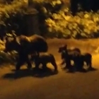 Abruzzo, mamma orsa e 4 cuccioli si svegliano dal letargo: avvistati mentre attraversano l'autostrada