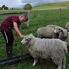 Il 13enne diventato imprenditore grazie all'allevamento di pecore: «Ho realizzato il mio sogno con determinazione»