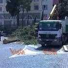 A Roma, crollati alberi in piazza del Popolo Video