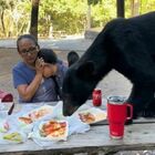 Orso affamato terrorizza una famiglia durante il picnic: l'animale sale sul tavolo e la mamma immobile protegge il figlio