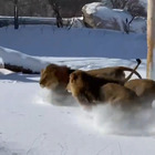Leoni sorpresi dalla neve: uno scenario insolito per i "re degli animali"