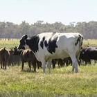 Australia, la mucca più grande della Terra è alta quasi 2 metri