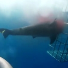 Lo squalo bianco resta incastrato alla gabbia dei turisti e muore dopo 25 minuti di agonia VIDEO