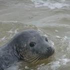 Turchia, foca fugge dal parco acquatico: trovata mentre nuotava davanti ai curiosi