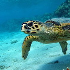 Giornata Mondiale delle tartarughe marine, l'impegno del WWF
