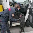 Carabinieri, un denunciato e tre segnalati per droga. Il cane Gipsy protagonista