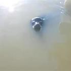 Un leone marino apparentemente innocuo afferra una bimba portandola in acqua