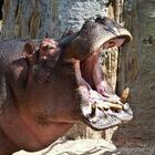 Dagli ippopotami ai criceti: così il Covid colpisce gli animali. Farmaci sperimentali negli zoo: obiettivo, evitare passaggi (con variante) tra specie