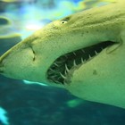 Turista divorato da uno squalo: trovata mano (con fede al dito) nello stomaco dell'animale