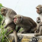 India, oltre 400 scimmie invadono il villaggio: abitanti costretti alla fuga