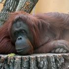 Femmina di orango chiusa in uno zoo per 33 anni, finalmente Sandrà sarà libera
