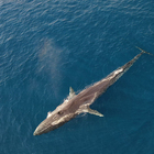 Drone monitora delfini e balene nel Mediterrano