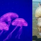 Temperature su e mare caldissimo: è invasione di meduse luminose in spiaggia. Ecco dove