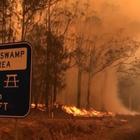 Australia in fiamme, allarme WWF: 8000 koala dispersi