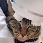 Il gatto apprezza il massaggiatore elettronico: il video virale
