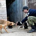 Ucraina, l'orrore della guerra colpisce anche gli animali. Le associazioni: «Con i volontari sotto attacco è emergenza»